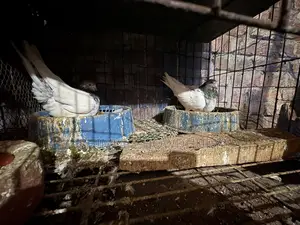 One pair of high-quality pigeons