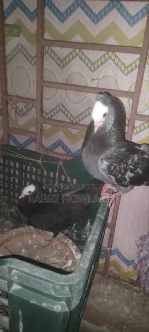Mukhi Pigeon