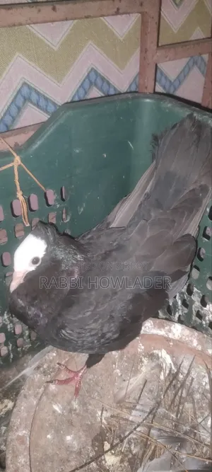 Mukhi Pigeon