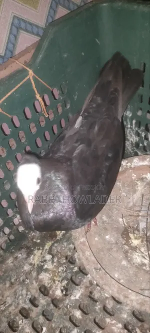 Mukhi Pigeon