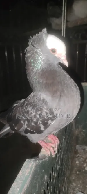 Mukhi Pigeon