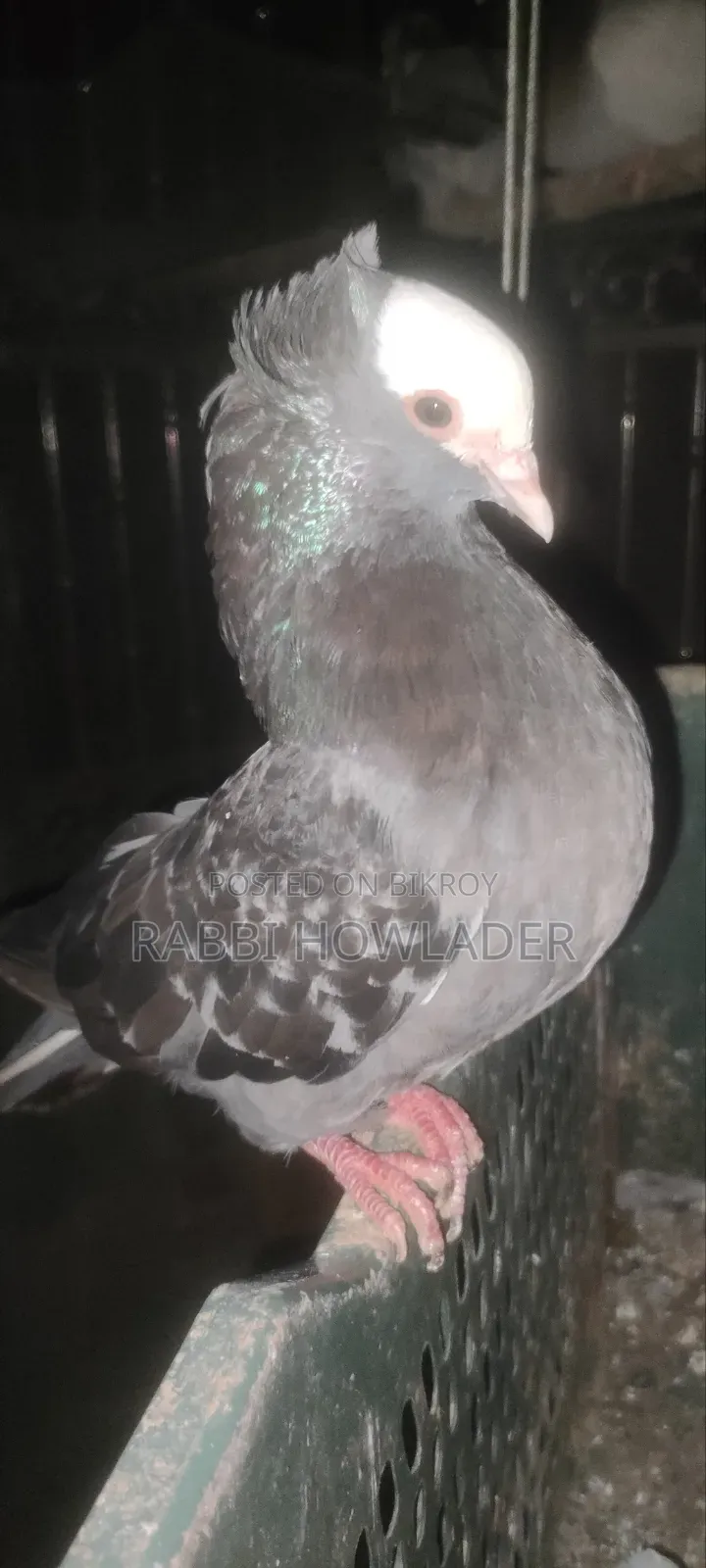 Mukhi Pigeon