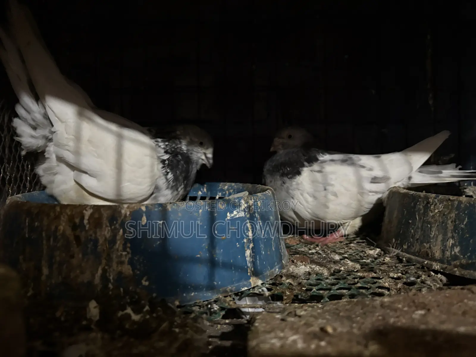 One pair of high-quality pigeons