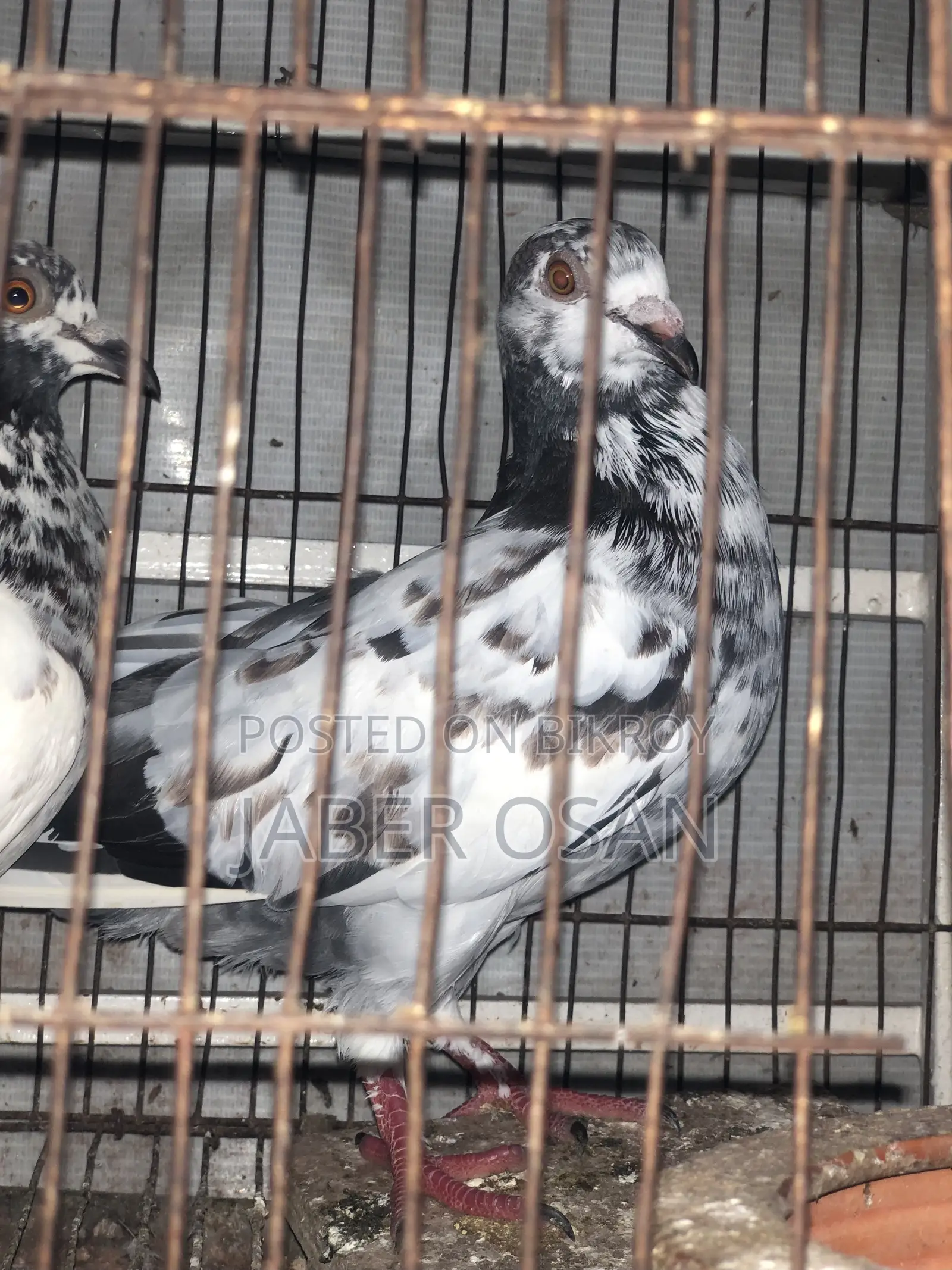 Racer Giribaz Cross Pair