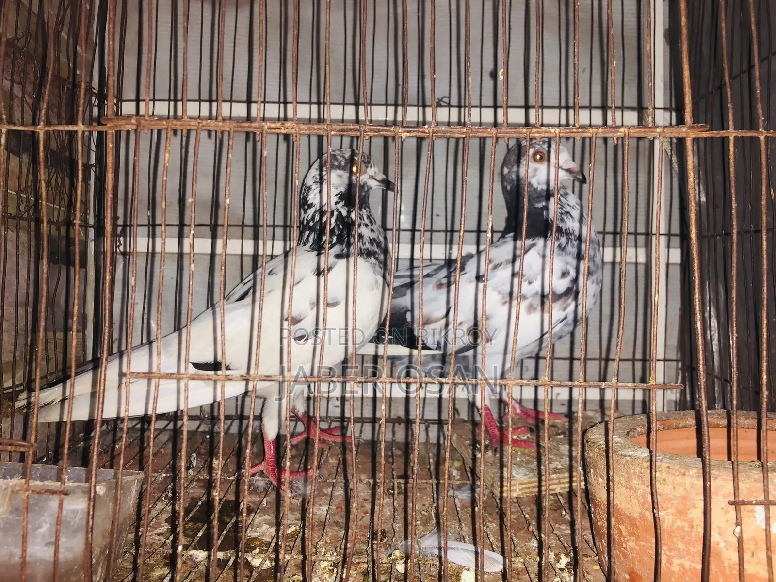 Racer Giribaz Cross Pair