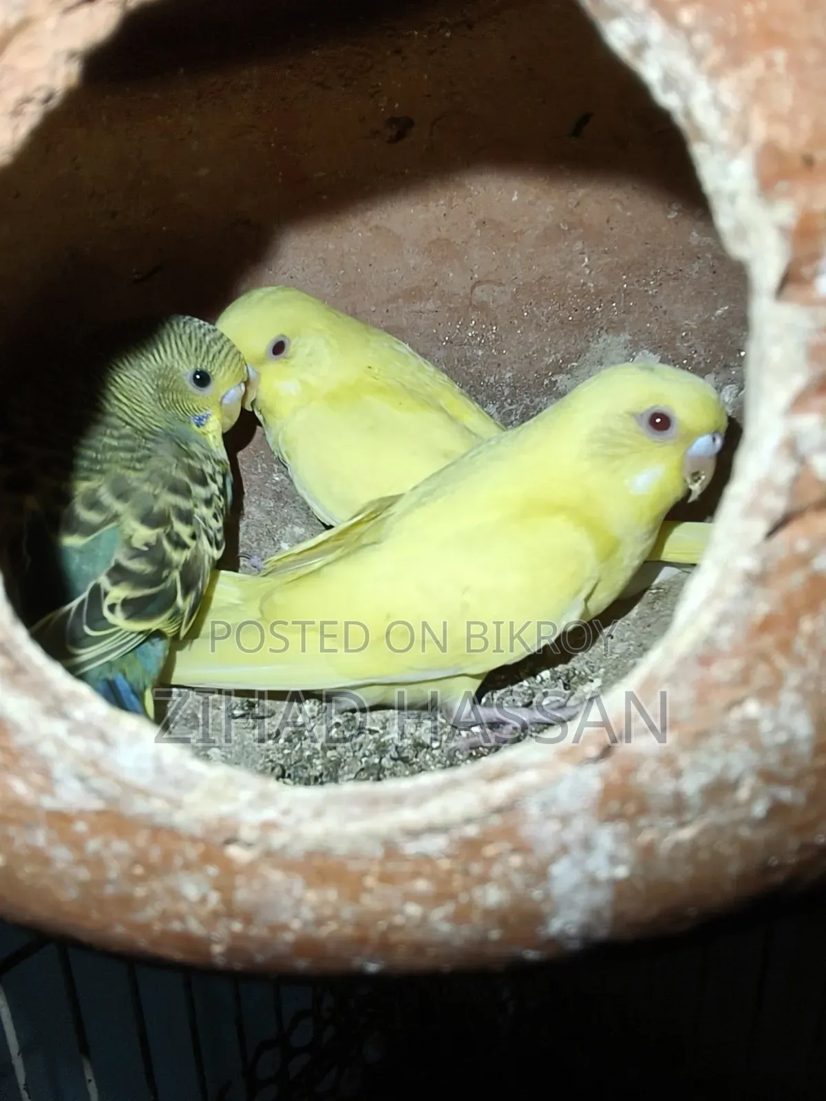 2 pairs of Budgie birds