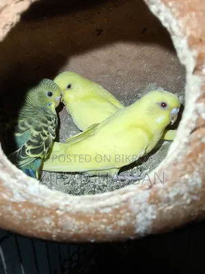 2 pairs of Budgie birds