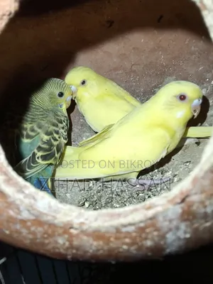 2 pairs of Budgie birds