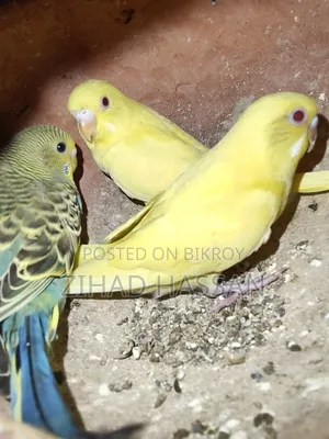 2 pairs of Budgie birds