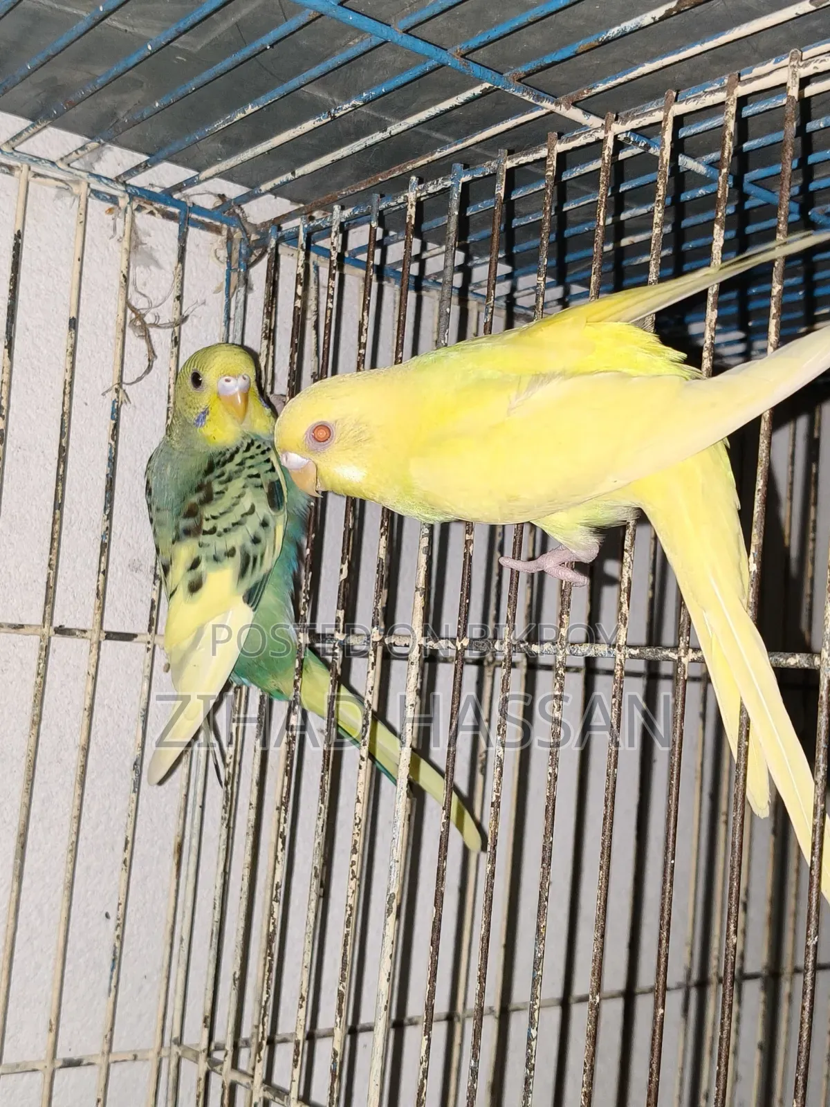 2 pairs of Budgie birds