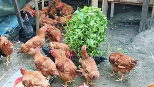 Healthy and Large Roosters for Sale