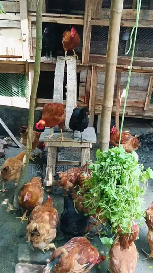 Healthy and Large Roosters for Sale
