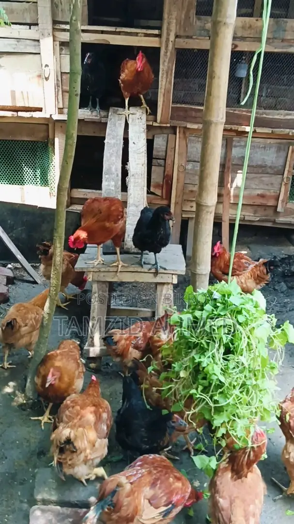 Healthy and Large Roosters for Sale