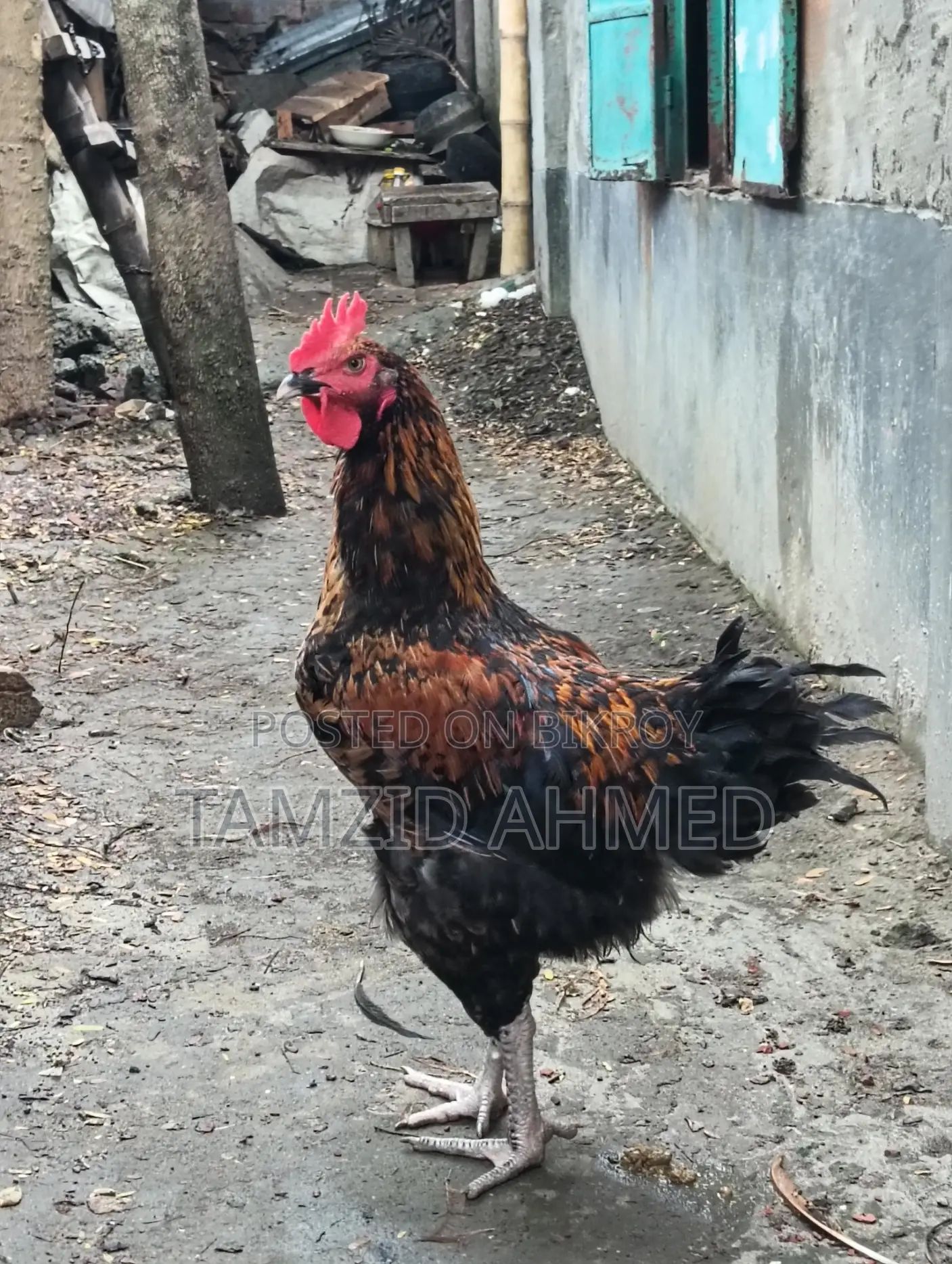 Healthy and Large Roosters for Sale