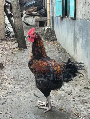 Healthy and Large Roosters for Sale