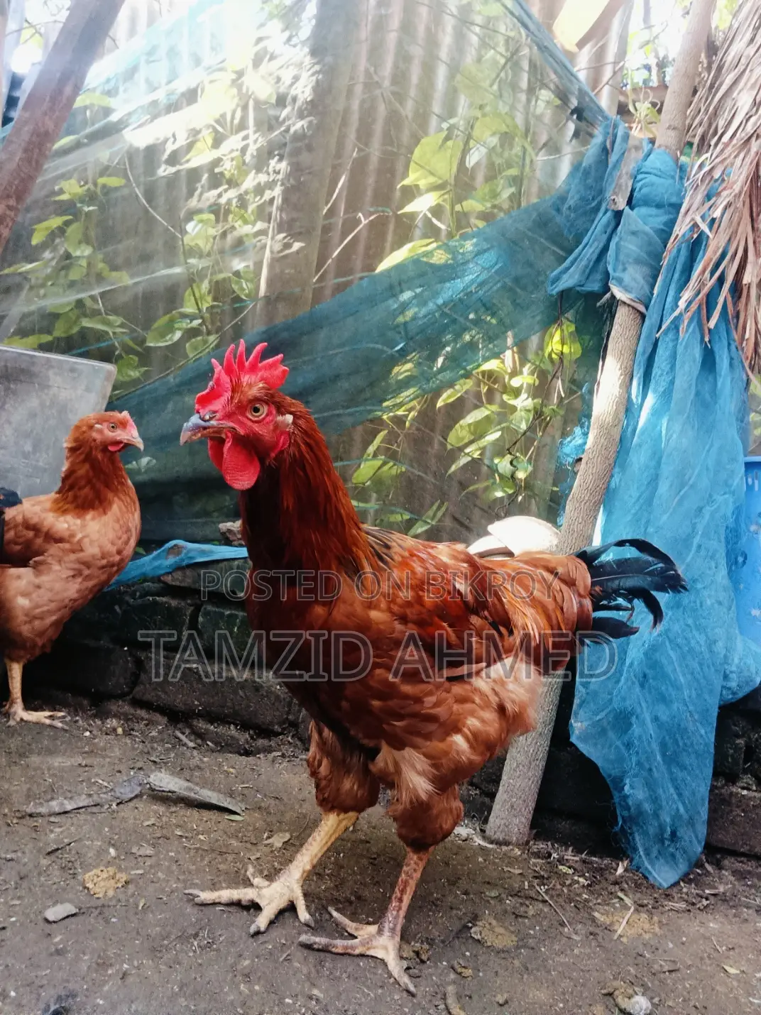 Healthy and Large Roosters for Sale