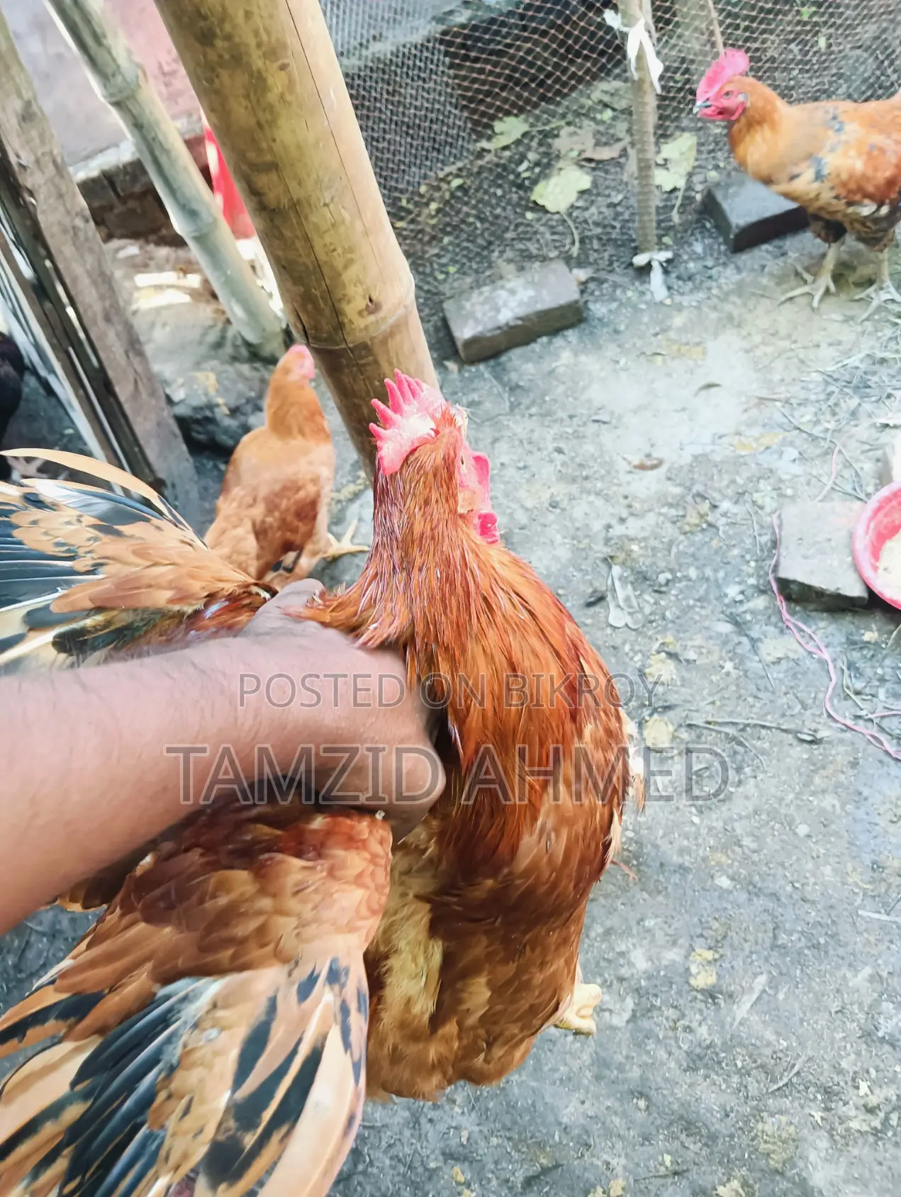 Healthy and Large Roosters for Sale