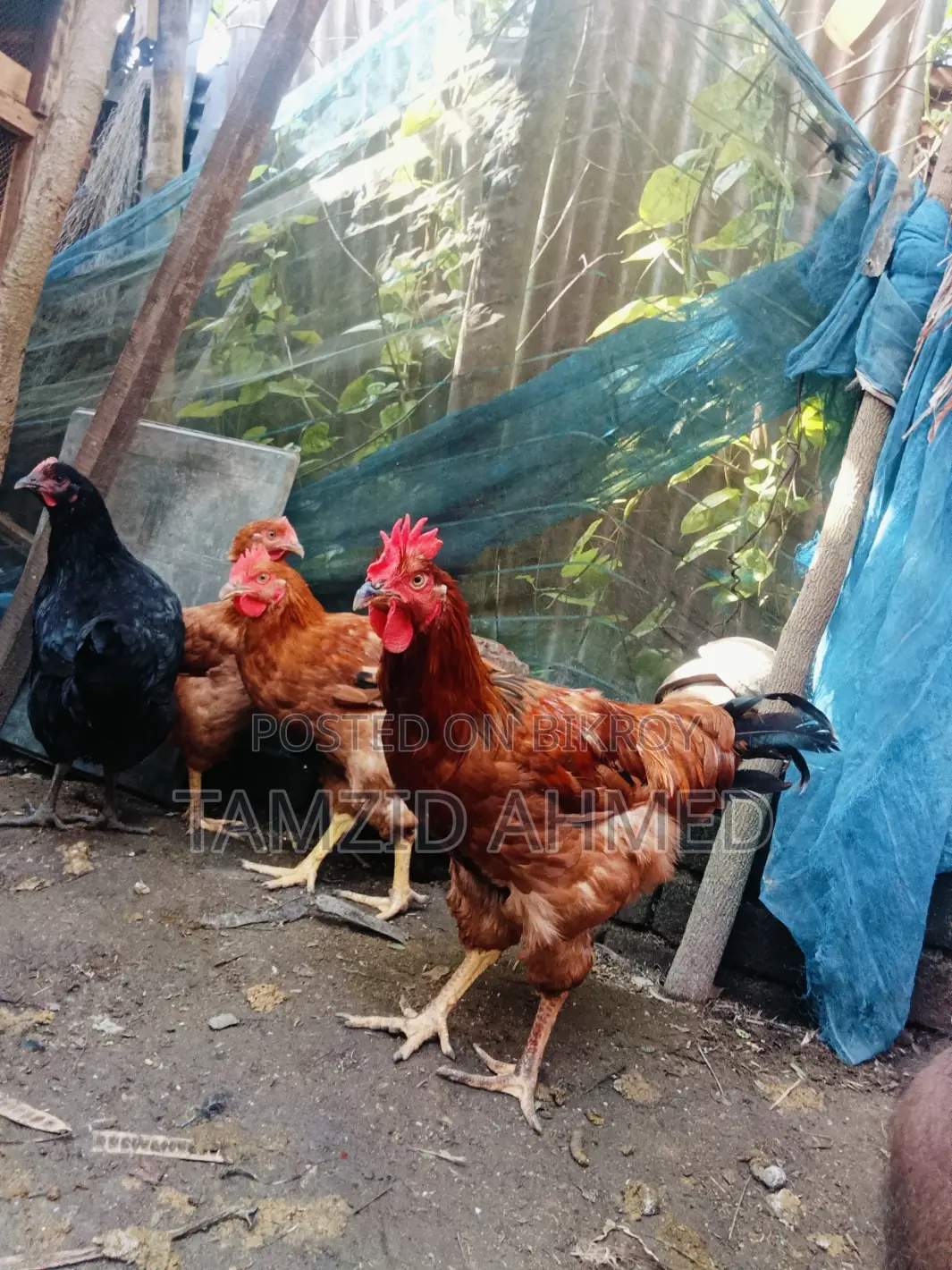 Healthy and Large Roosters for Sale