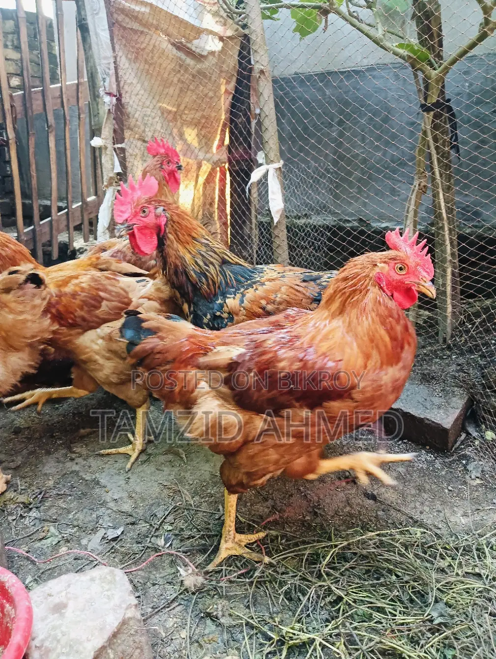 Healthy and Large Roosters for Sale