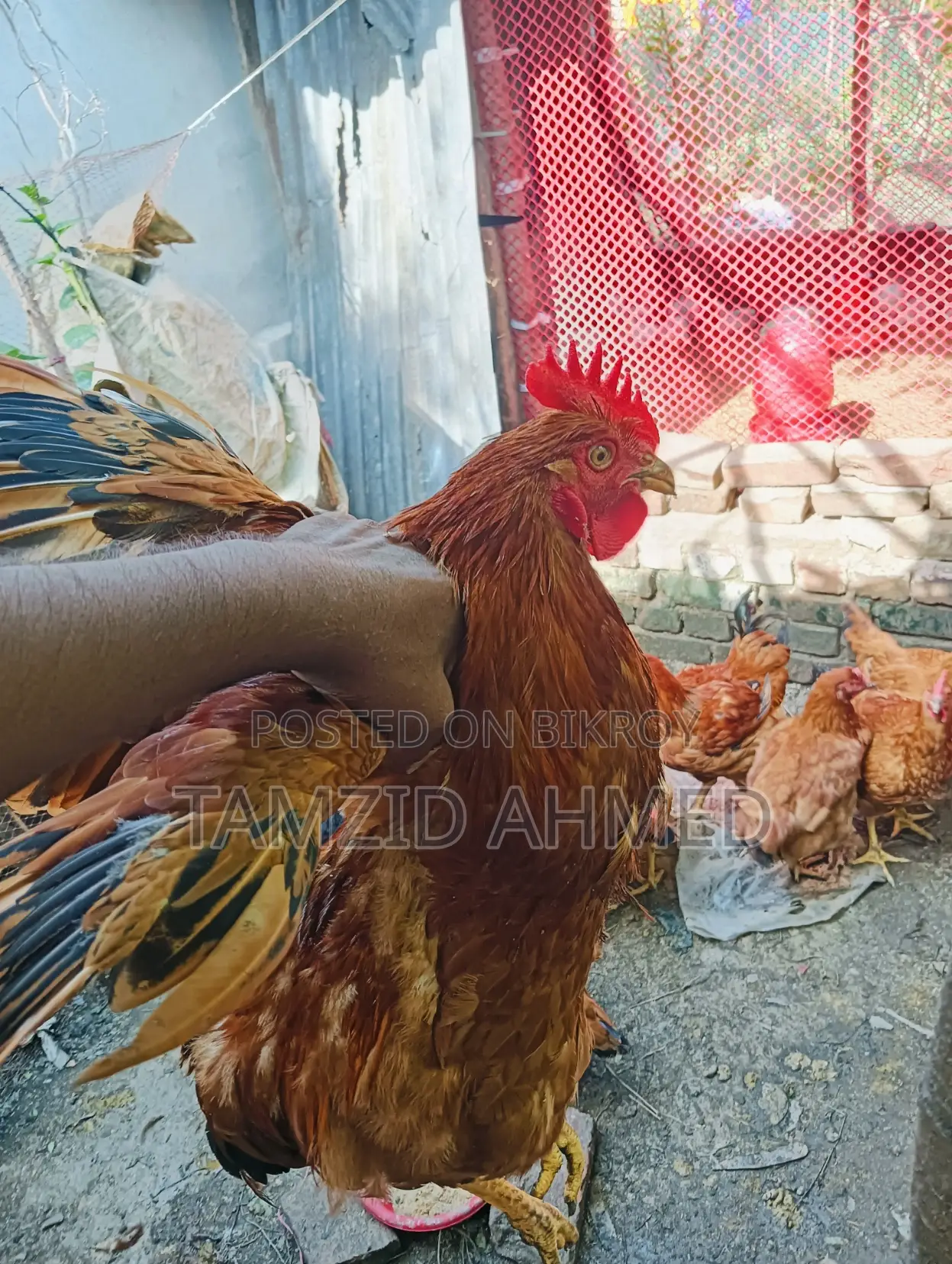 Healthy and Large Roosters for Sale