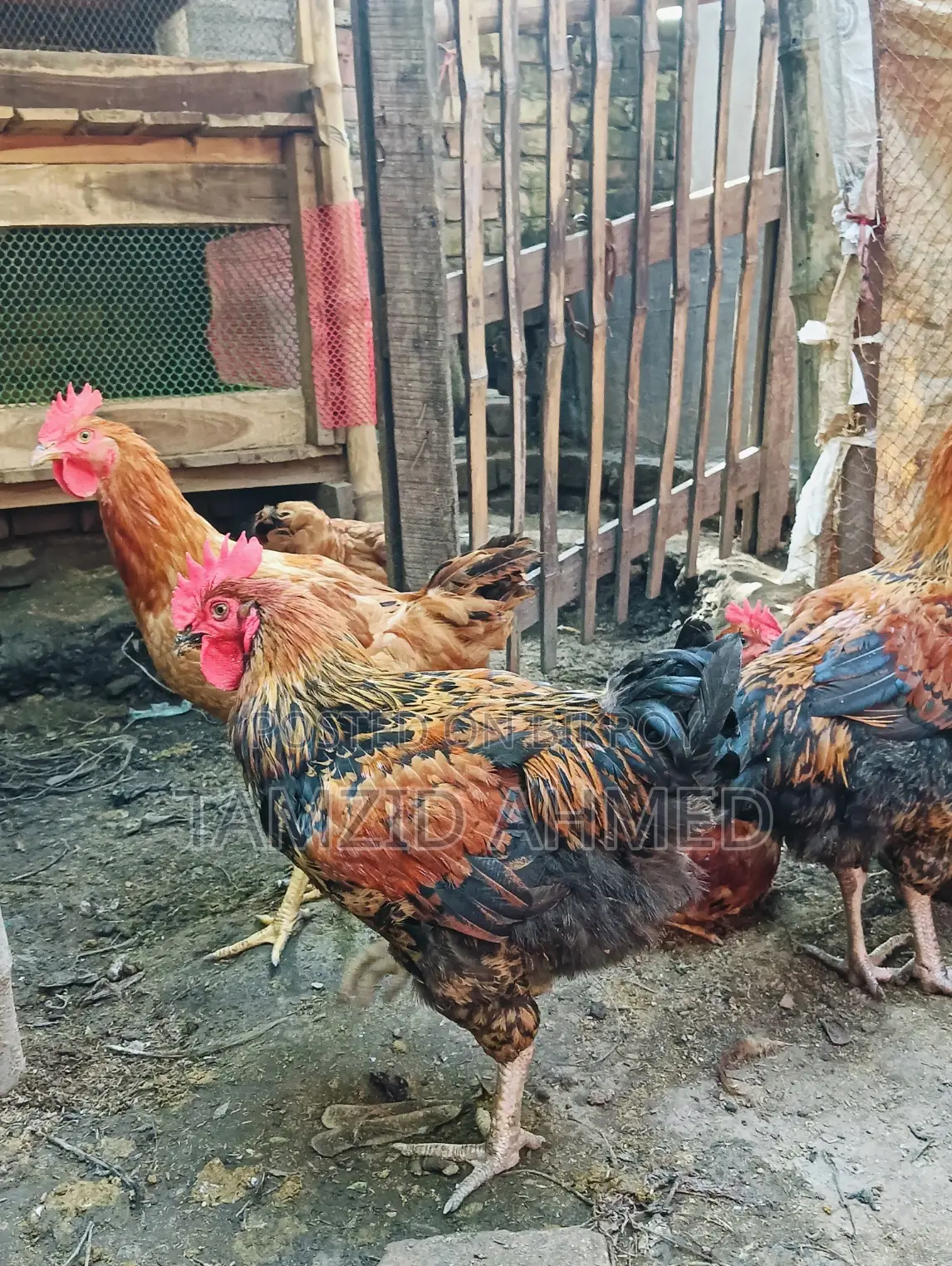Healthy and Large Roosters for Sale