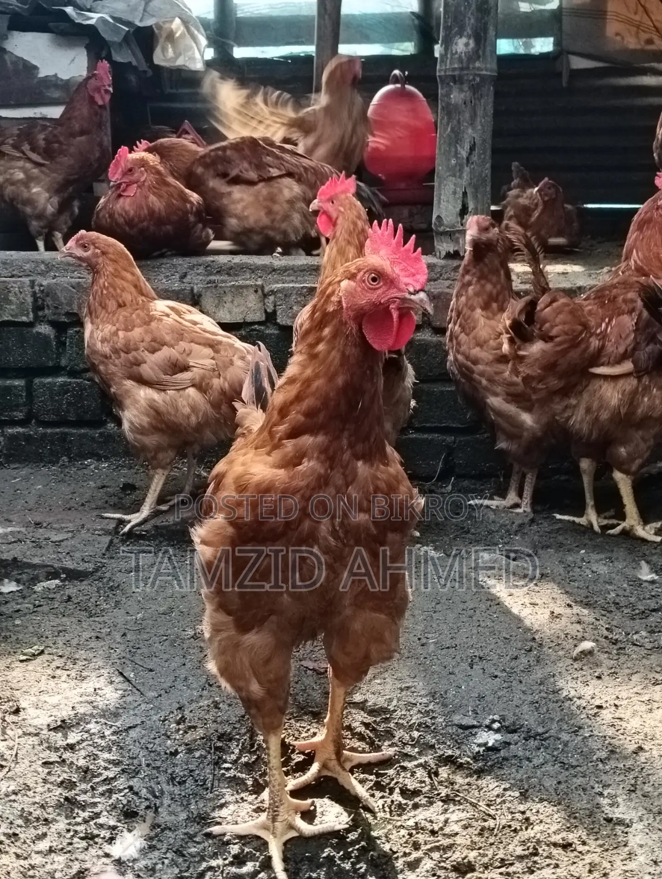 Healthy and Large Roosters for Sale