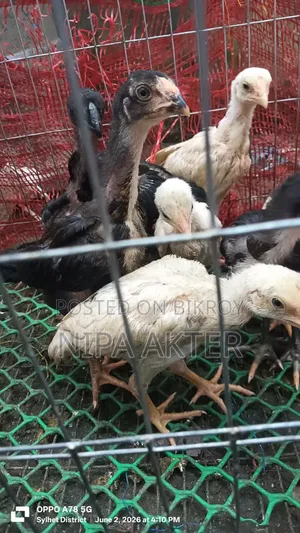 Arsil Bacca 1 Month