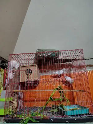 জাবা পাখি বিক্রি