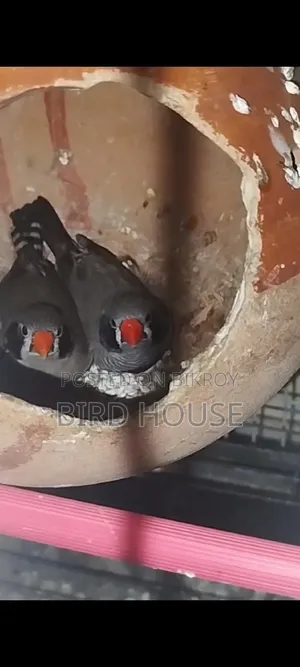 ব্ল্যাক চিক ফিঞ্চ রানিং পেয়ার