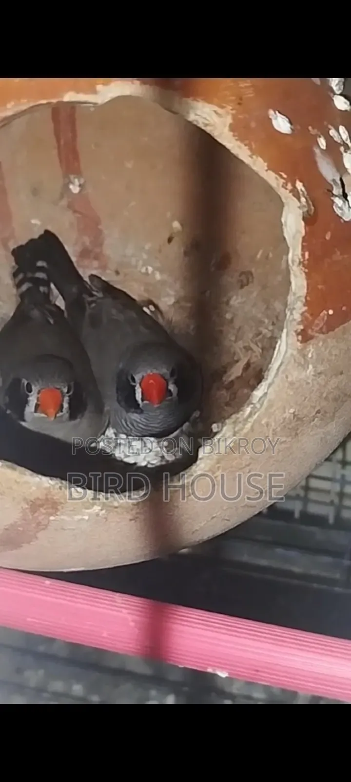 Black Cheek Finch Running Pair