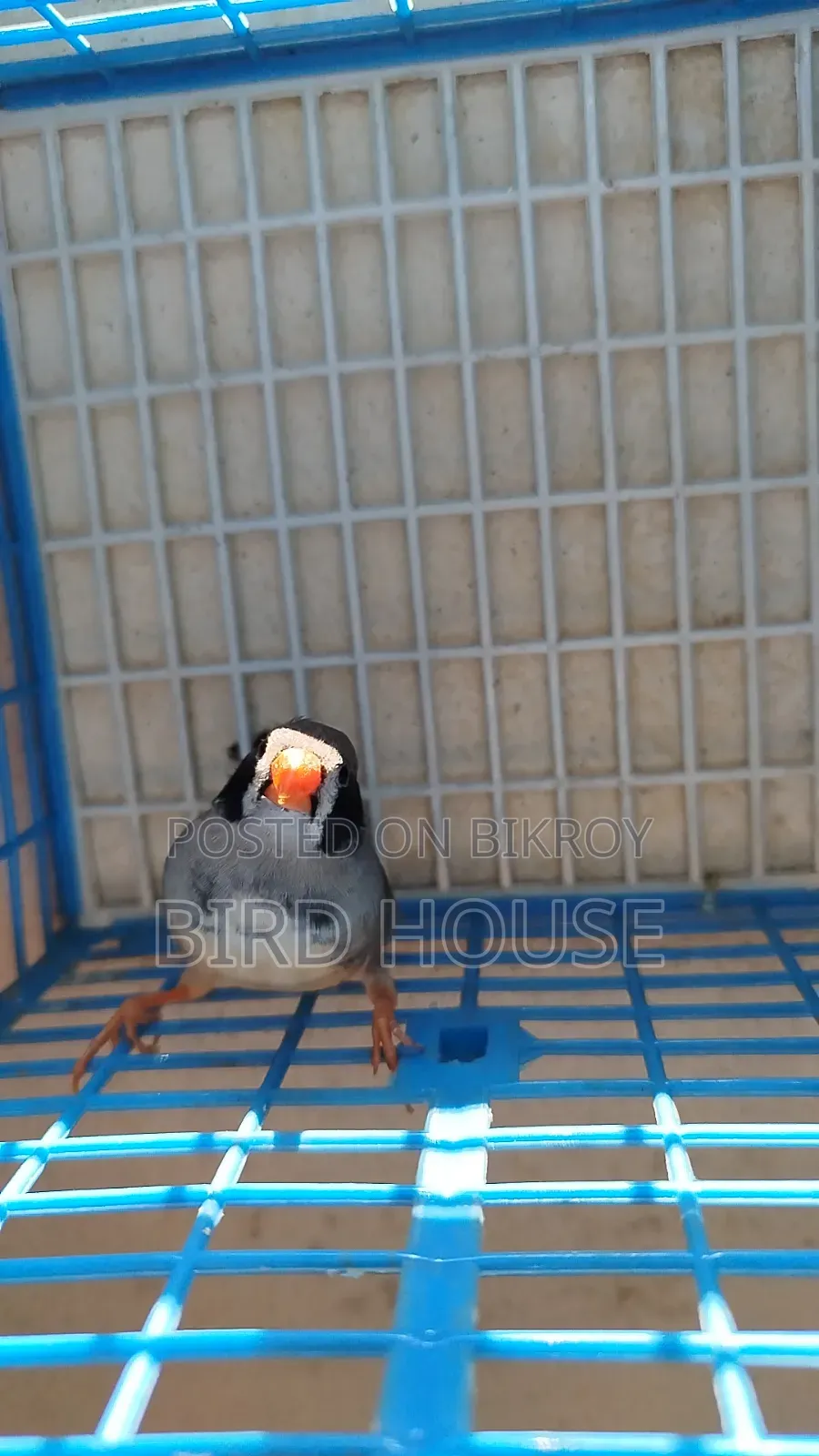 Black Cheek Finch Running Pair