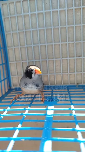 Black Cheek Finch Running Pair