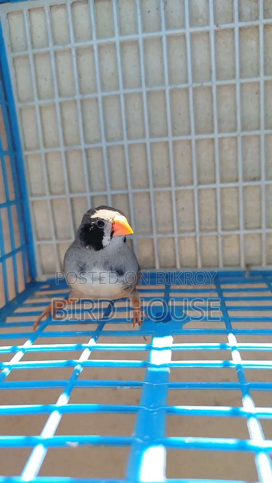 Black Cheek Finch Running Pair