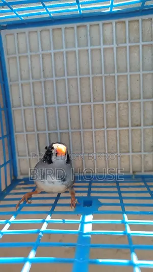 Black Cheek Finch Running Pair