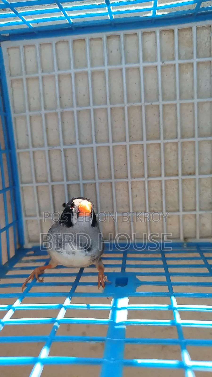 Black Cheek Finch Running Pair