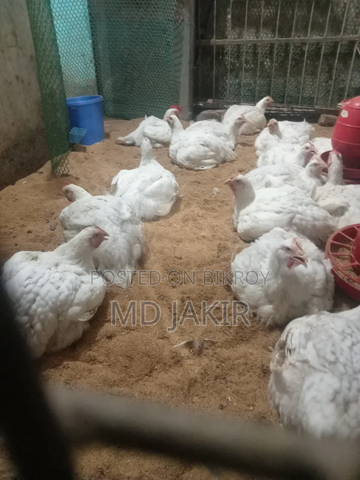 Large Breed Poultry Chicken