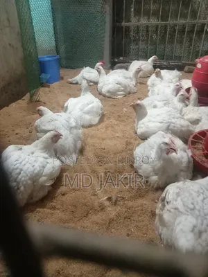 Large Breed Poultry Chicken