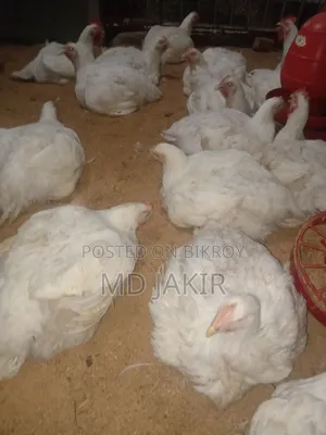 Large Breed Poultry Chicken
