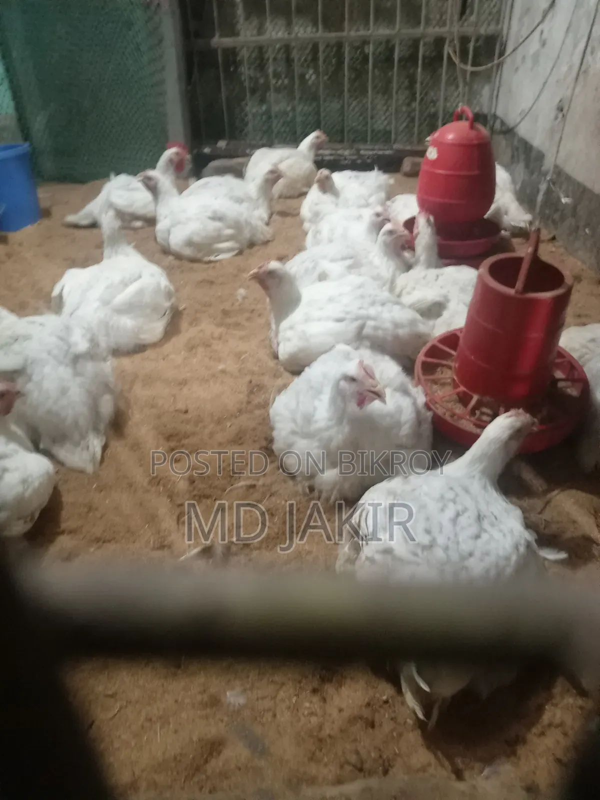Large Breed Poultry Chicken