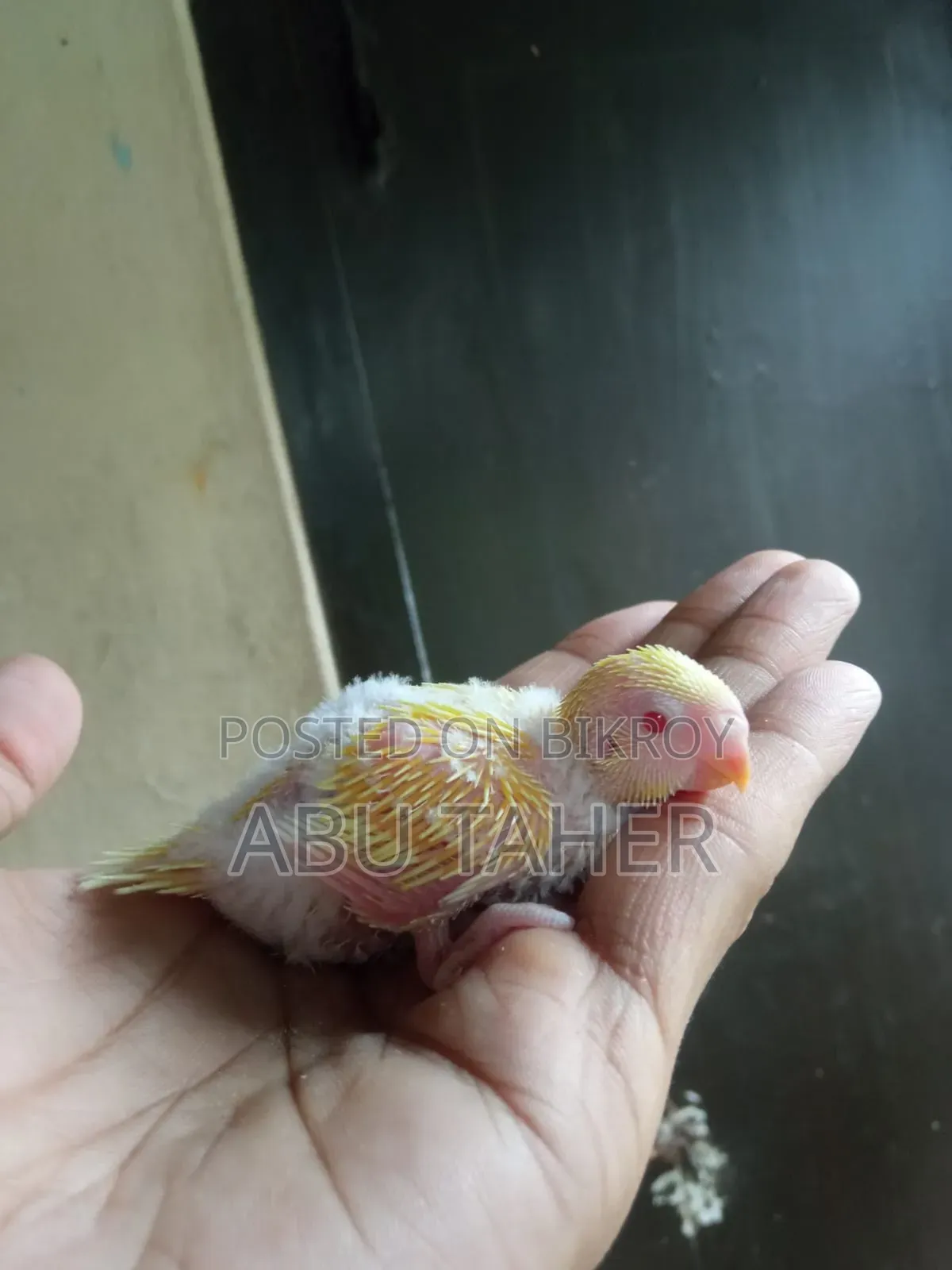 Lutino Budgie Bird Chick