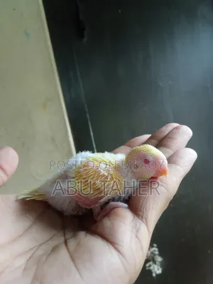 Lutino Budgie Bird Chick