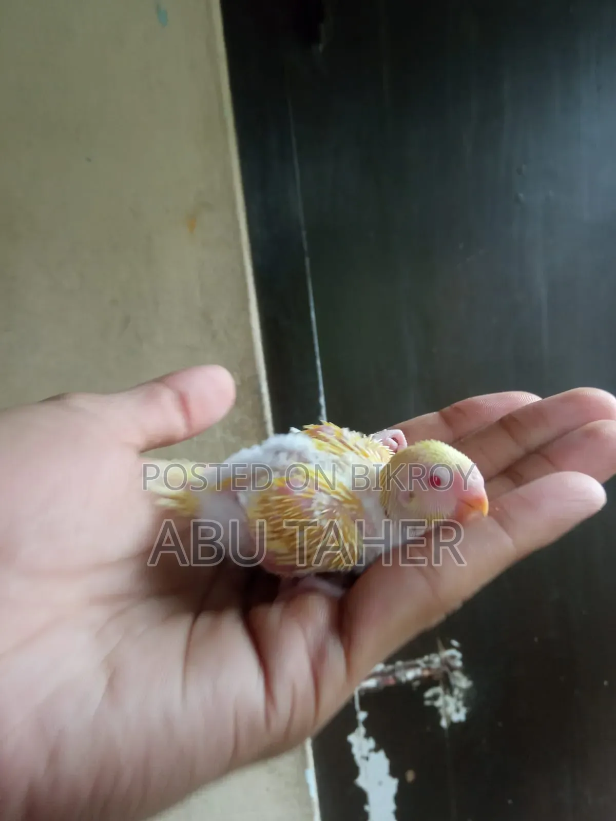 Lutino Budgie Bird Chick