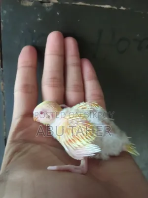 Lutino Budgie Bird Chick