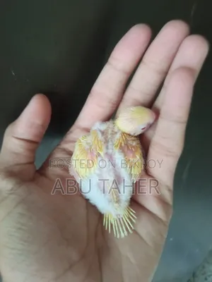 Lutino Budgie Bird Chick