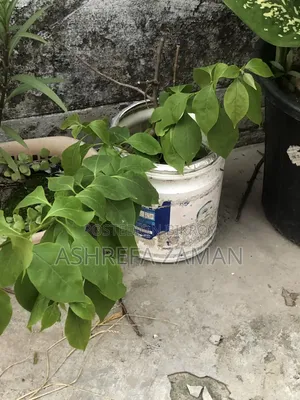 Bougainvillea Plant Sapling