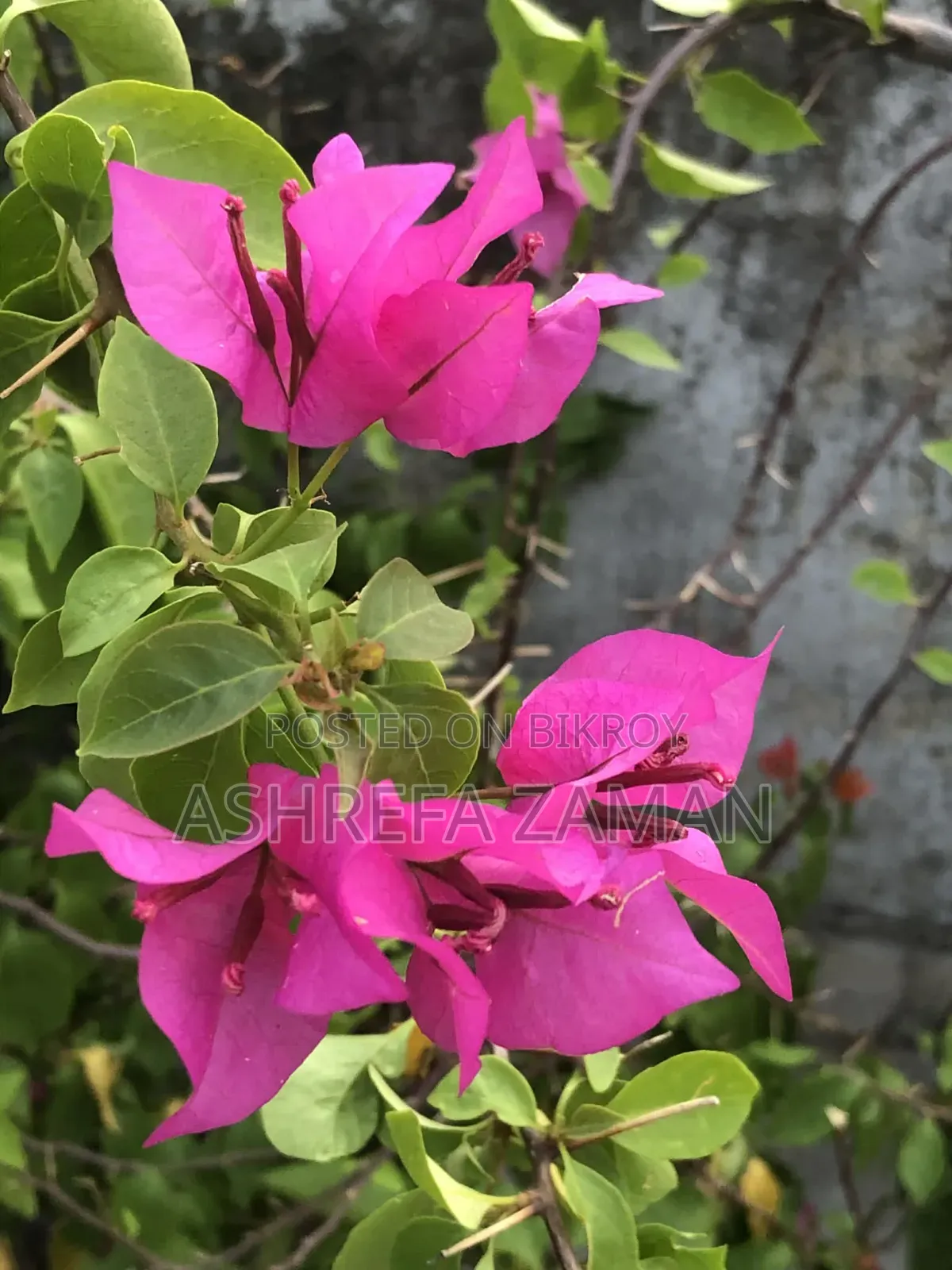Bougainvillea Plant Sapling
