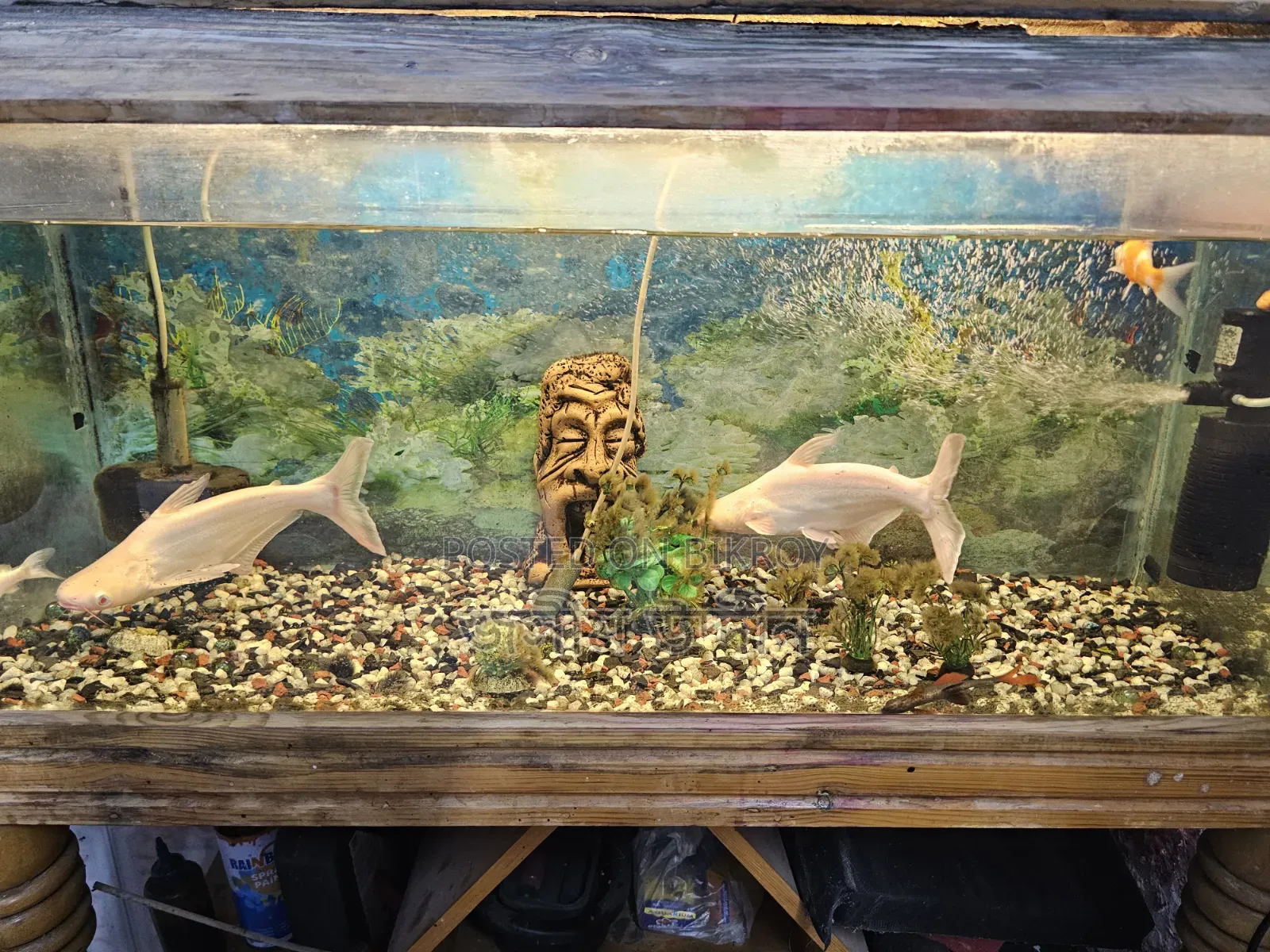 Aquarium