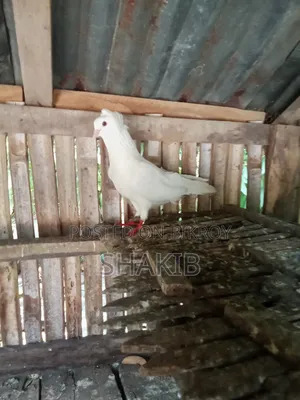 রানিং বোম্বাই