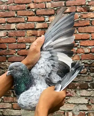 সবুজগলা কবুতর