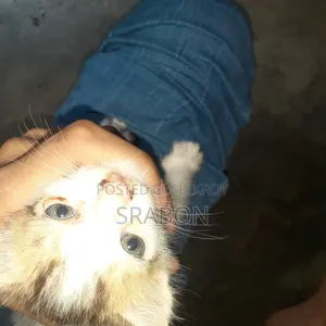 1-3 Months Male Mixed Breed Cat